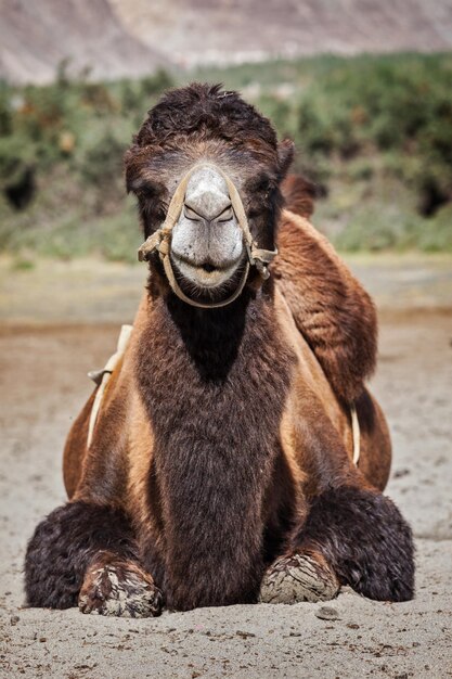 Photo camel in nubra vally ladakh