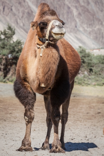 Camel in Nubra vally, Ladakh