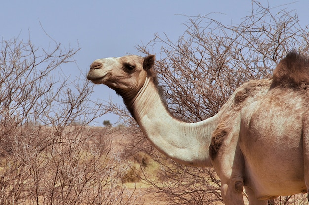 Camel in Sahara desert of the Sudan