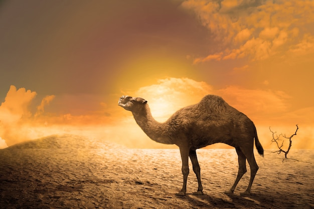 Camel on the sand dunes at sunset