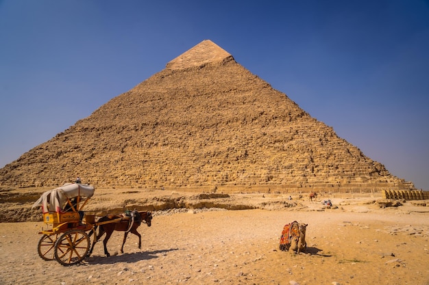 A camel sitting on the pyramid of Khafre The pyramids of Giza