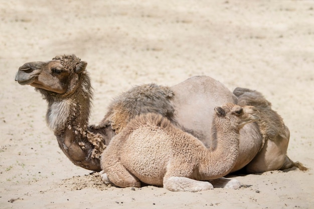 A camel and a small camel lie on the hot sand next to each other Family of camels closeup in the desert