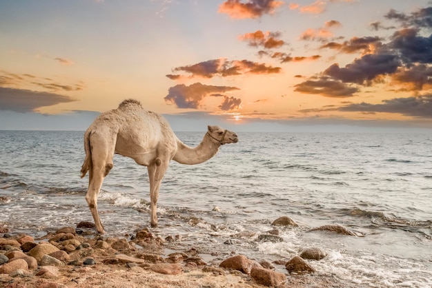 Camel stands in the water on the shore of the Red Sea Very beautiful sky Egypt Africa