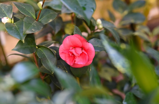 Camellia japonica Japanese Camellia flower close up