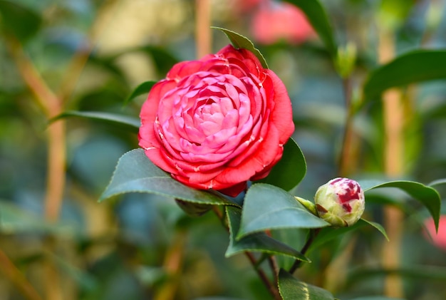 Camellia japonica Japanese Camellia flower close up