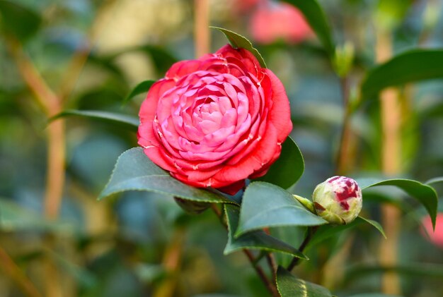 Photo camellia japonica japanese camellia flower close up