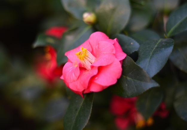 Camellia japonica Japanese Camellia flower close up