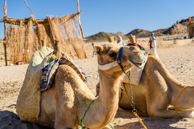 Camels in arabian desert not far from the Hurghada city Egypt