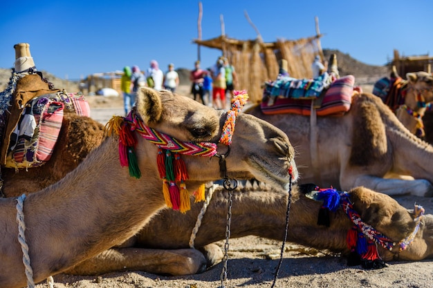 Camels in arabian desert not far from the Hurghada city Egypt