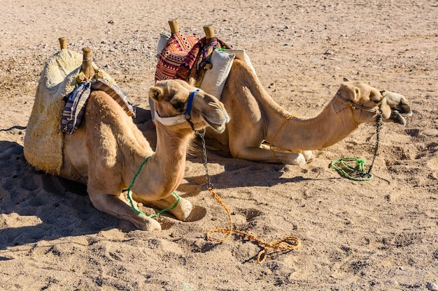 Camels in arabian desert not far from the Hurghada city Egypt