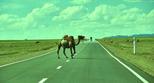 Camels cross the highway