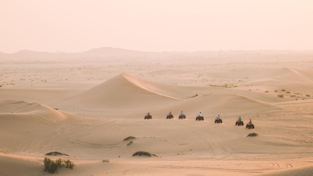 Camels in the desert at sunset in india