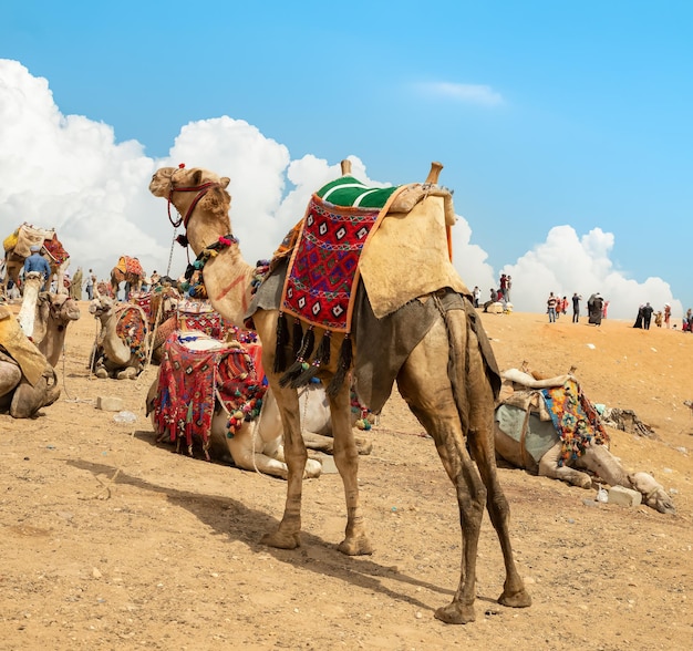 Camels in the Giza Desert