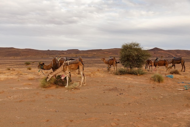 Camels graze in a pasture in the Sahara desert