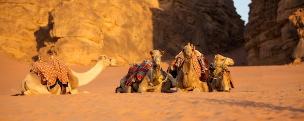 Photo camels lying down desert sand wadi rum jordan