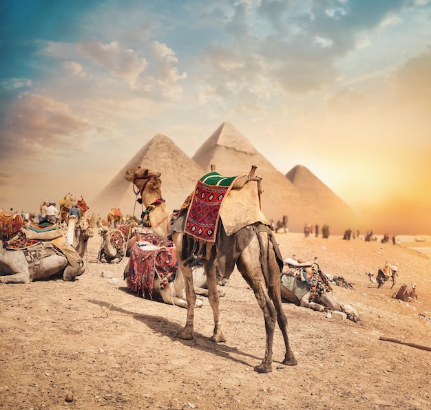 Camels near pyramids