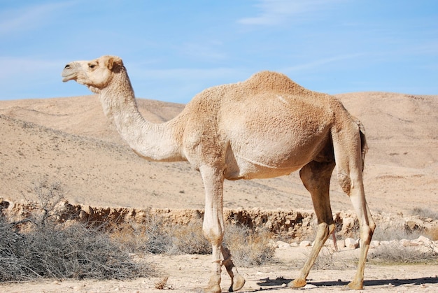 Camels in the Negev desert in Israel, near Mitzpe Ramon, dromedary caravan