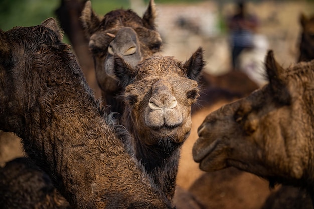 Camels at the Pushkar Fair, also called the Pushkar Camel Fair or locally as Kartik Mela is an annual multi-day livestock fair and cultural held in the town of Pushkar Rajasthan, India.