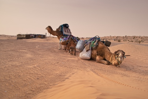 camels in the Sahara Desert