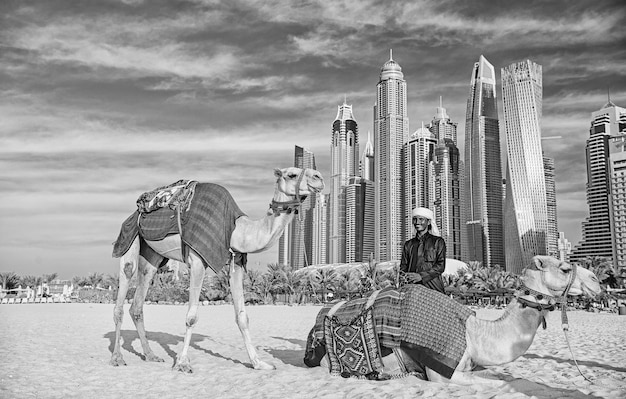 Photo camels on skyscrapers background at the beach uae dubai marina jbr beach style camels and skyscrapers