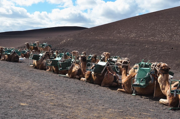 Camels in the Timanfaya National Park Lanzarote Canary Islands Spain