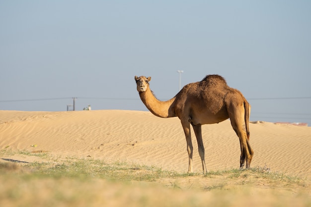 Camels walking in desert in Abu Dhabi UAE.