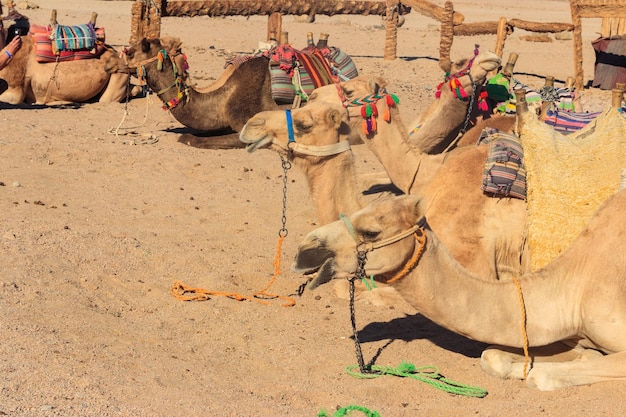 Camels with traditional bedouin saddle in Arabian desert Egypt