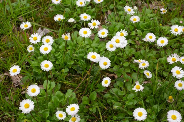 Camomile daisy flowers among the grass in the meadow, summer in nature