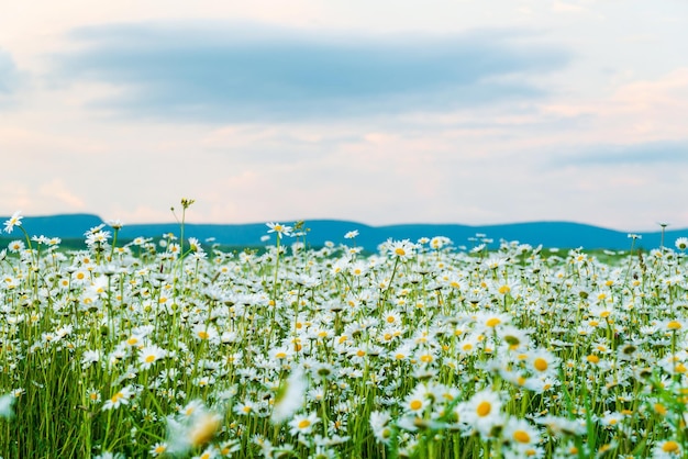 Camomile field