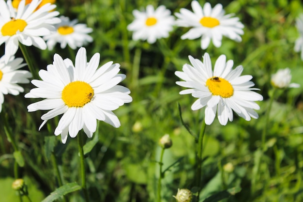 Camomile in garden