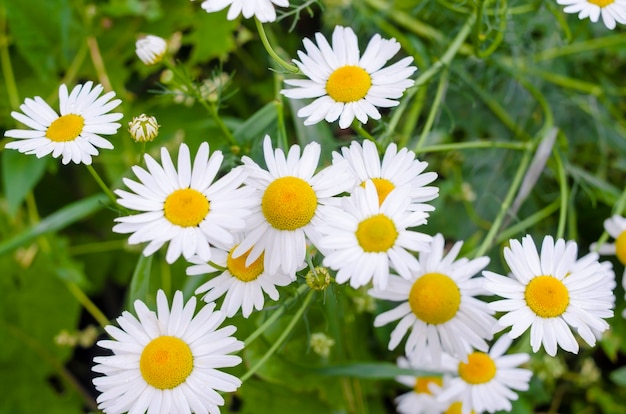 Camomile or ox-eye daisy meadow top view background