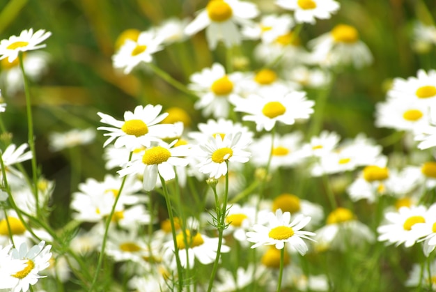 Camomile