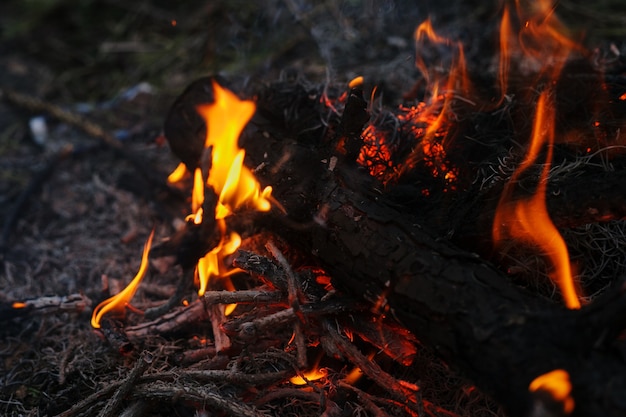 Camp fire in the wild pine forest