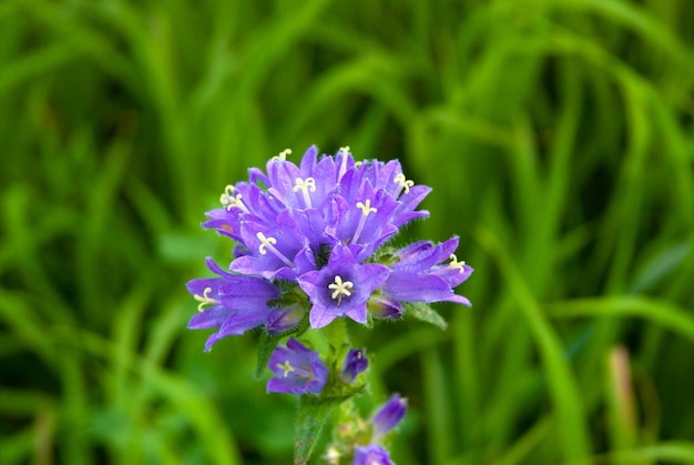 Campanula cervicaria It is endangered in Finland Blue flowers