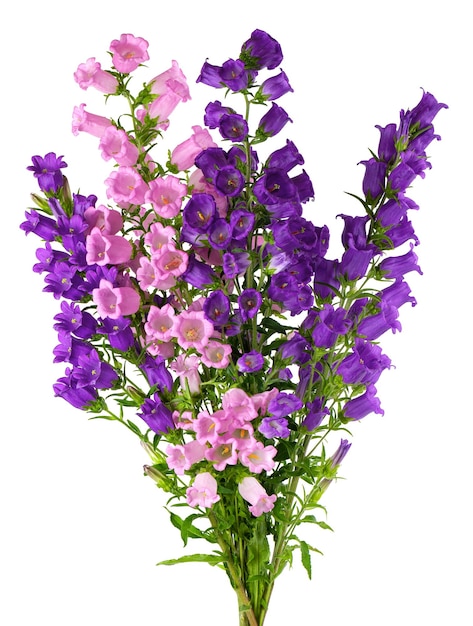 Campanula medium flowers isolated on white background Bouquet of Canterbury bells or bell flower