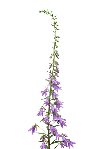 Campanula rapunculoides campbell blue flower isolated on white background