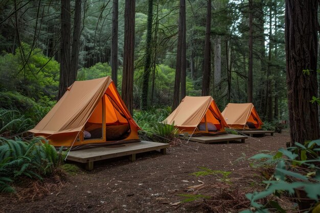 Camping in Tranquil Forest Setting with Three Tents Surrounded by Tall Trees and Nature Beauty