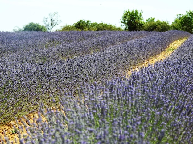 Campo de lavanda castellano