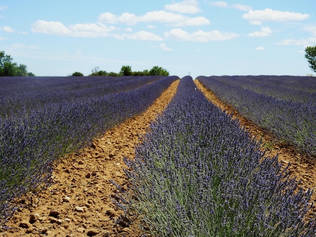 Campo de lavanda castellano