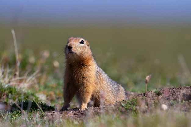 Canadian ground squirrel stretching and looking around the arctic tundra