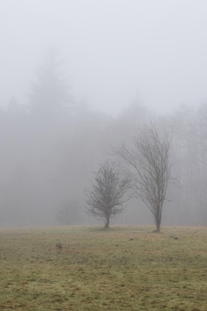 Canadian rain forest with green trees Early morning fog in winter season