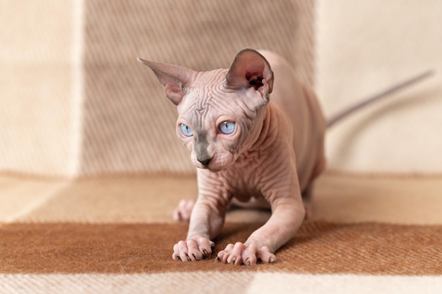 Canadian Sphinx male cat in fighting pose crouched released claws raised tail and ready to jump