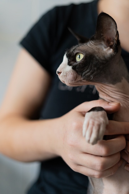 The Canadian sphinx sits in the hands of the hostess. A close-up portrait of the Canadian sphinx.