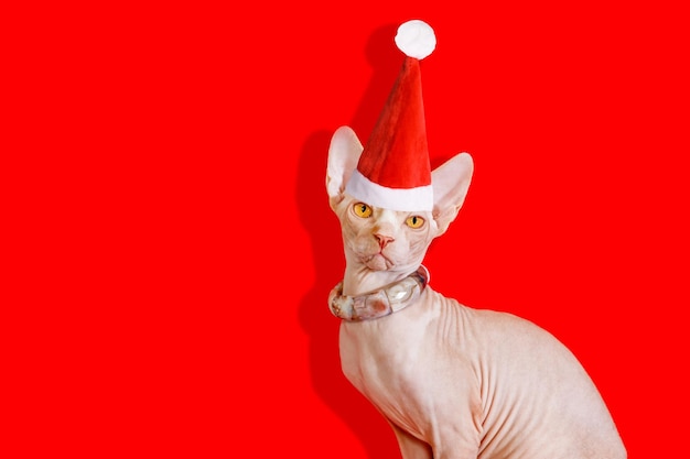 Canadian Sphynx cat in a Santa Claus hat on a red background