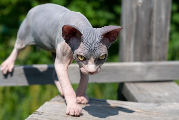 Canadian Sphynx kitten of color blue and white walking on boards outdoors on sunny summer day