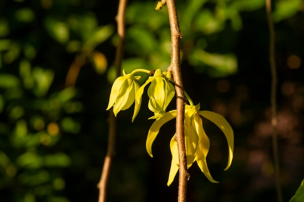 A cananga odorata flower known as the cananga selected focus