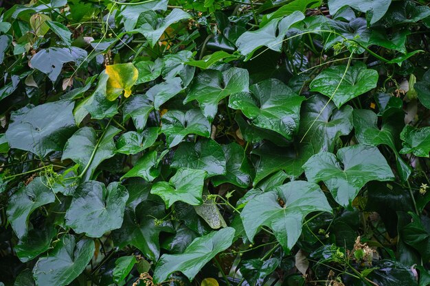 Canarian Cascade Hedera Canariensis Leaves Gather in Beauty