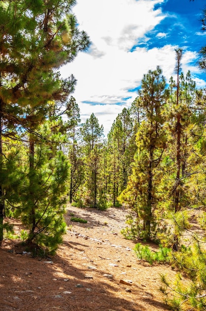 Canarian pines pinus canariensis in the Corona Forestal Nature