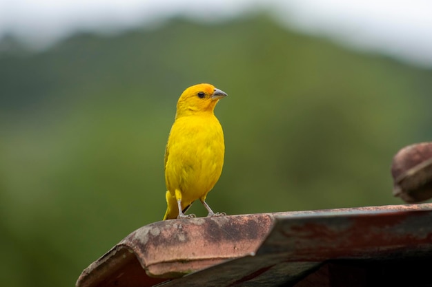 Canario da Terra bird of the Brazilian fauna In Sao Paulo SP Beautiful yellow bird