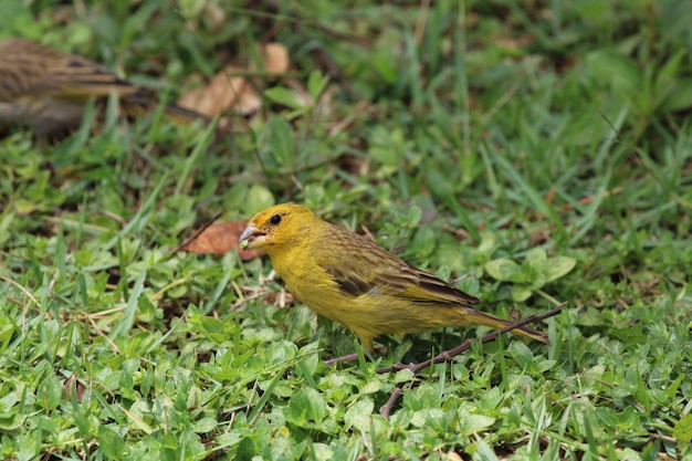 Canary bird